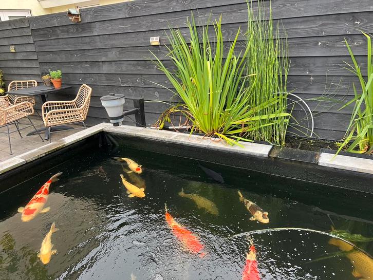 Complete koikarper vijver, Tuin en Terras, Vijvers, Gebruikt, Ophalen