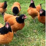 Te koop vorwerk kippen 1 haan met 3 hennen, Dieren en Toebehoren, Pluimvee, Meerdere dieren, Kip