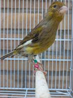 Mooie timbrado floreado pop, Dieren en Toebehoren, Vogels | Kanaries, Vrouwelijk
