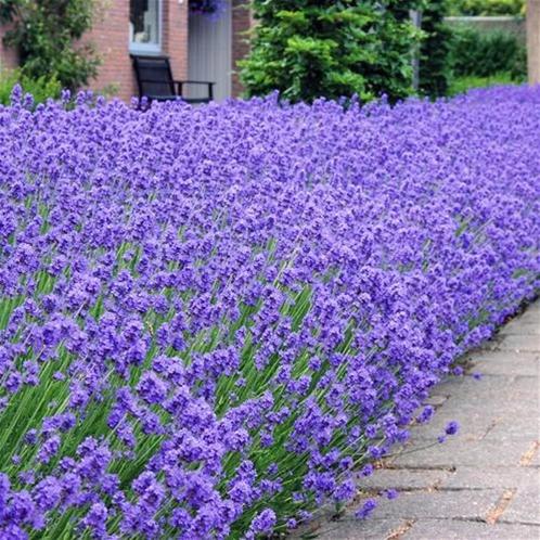Lavendel - Lavandula Angustifolia - Diverse soorten, Tuin en Terras, Planten | Tuinplanten, Vaste plant, Overige soorten, Volle zon