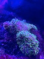 Schijfannemoon, Dieren en Toebehoren, Vissen | Aquariumvissen, Overige typen