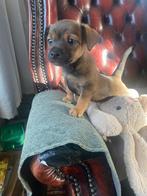 Prachtige jackrussel pup, teefje wildkleur, Dieren en Toebehoren, Honden | Niet-rashonden, Rabiës (hondsdolheid), 8 tot 15 weken