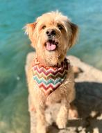 Hondenbandana, Ophalen of Verzenden, Nieuw