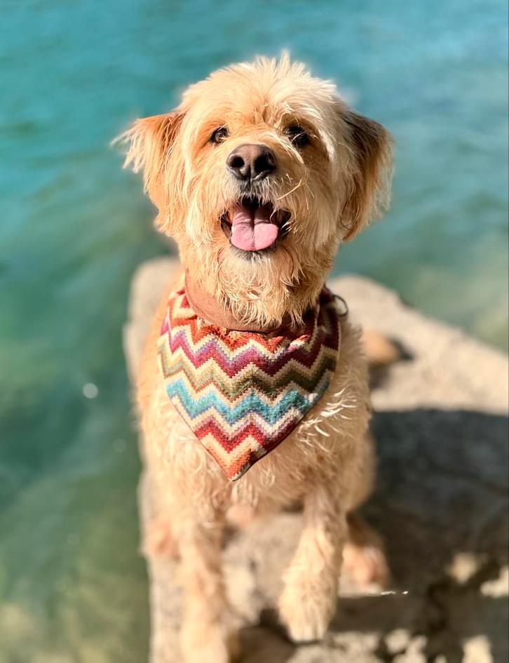 Hondenbandana, Dieren en Toebehoren, Honden-accessoires, Nieuw, Ophalen of Verzenden