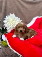 kleine abricot & choco maltipoo puppys ️❤️, Dieren en Toebehoren, Honden | Chihuahua's en Gezelschapshonden, Overige rassen, CDV (hondenziekte)