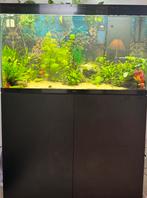 Ciano Emotions Pro 100/201L aquarium., Dieren en Toebehoren, Ophalen, Gebruikt, Gevuld zoetwateraquarium