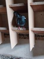 Ik bied een gratis postduif aan, deze heeft geen ring., Dieren en Toebehoren, Mannelijk