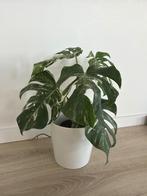Monstera deliciosa variegata, Huis en Inrichting, Kamerplanten, Ophalen, Halfschaduw, Minder dan 100 cm, Groene kamerplant
