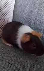 Gratis cavia, Dieren en Toebehoren, Mei, Mannelijk, Cavia