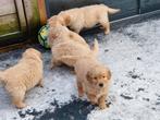 Golden Retriever Pups, Golden retriever, 8 tot 15 weken, Meerdere, Meerdere dieren