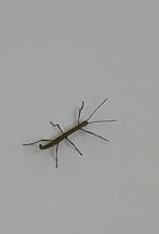 Wandelende takken: nimfjes en eitjes., Dieren en Toebehoren, Wandelende tak