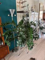 Grote plant Zamioculcas zamiifolia, Ophalen of Verzenden, Zo goed als nieuw