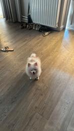 Mooi pomeriaan reutje te koop, Dieren en Toebehoren, Honden | Poolhonden, Keeshonden en Oertypen, Rabiës (hondsdolheid), 8 tot 15 weken