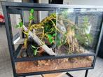 Kleine terrarium met compleet met inhoudt 45x35x30, Dieren en Toebehoren, Reptielen en Amfibieën | Toebehoren, Gebruikt, Ophalen of Verzenden