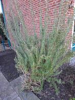 Rozemarijn struik, Tuin en Terras, Ophalen, Volle zon, Overige soorten