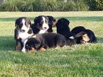 Raszuivere Appenzeller -Sennenhond pups te koop, Rabiës (hondsdolheid), Overige rassen, 8 tot 15 weken, Meerdere