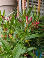 Diverse Oleanders vanaf €13,95, Ophalen, Zomer, Overige soorten, Volle zon