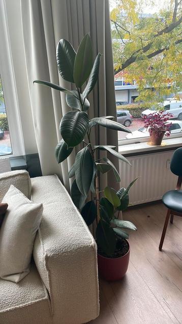 Grote rubber plant beschikbaar voor biedingen