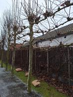 Leiplatanen Sier- en laanbomen Leibomen, Ophalen, Bloeit niet, Leiboom, Halfschaduw