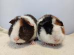 Twee lieve, jonge US-Teddy broertjes, Dieren en Toebehoren, Cavia, Mannelijk, December, Tam