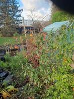 Bessenstruiken, frambozen & braam - moestuin opheffing, Tuin en Terras, Ophalen