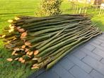 knotwilgen, nu planten in de lente groene boom, Ophalen, Volle zon, Overige soorten, 250 tot 400 cm