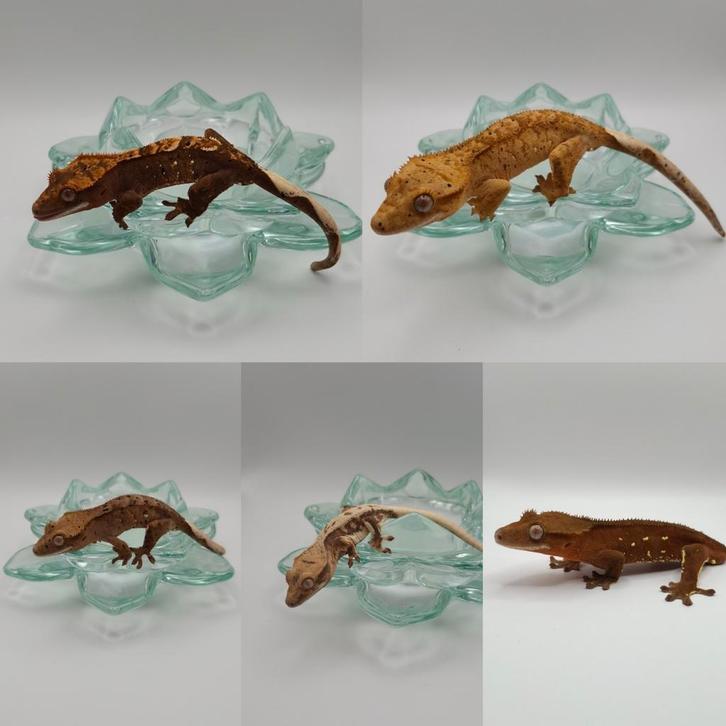 5 mooie jonge pos man wimpergekko's / crested geckos (5.0)