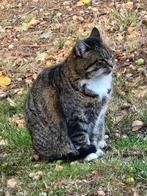 Gezien . Kat op park weertebergen in weert, Dieren en Toebehoren, Vermiste en Gevonden Dieren, Kat