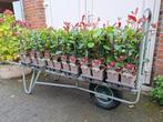 Mooie Photinia fraseri 'Red Robin' (Glansmispel) in pot!, Tuin en Terras, Planten | Bomen, Halfschaduw, Overige soorten, Lente