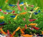 50 stuks Mix gekleurde garnalen op kraanwater evt verzenden, Dieren en Toebehoren, Vissen | Aquariumvissen