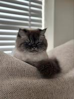 Perzische kater, Dieren en Toebehoren, Kater, Met stamboom