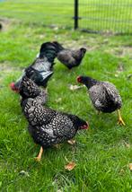 Te koop Barnevelder kriel kuikens zilver dubbelgezoomd, Dieren en Toebehoren, Pluimvee, Geslacht onbekend, Kip