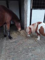 Lease pony, Dieren en Toebehoren, Ophalen of Verzenden