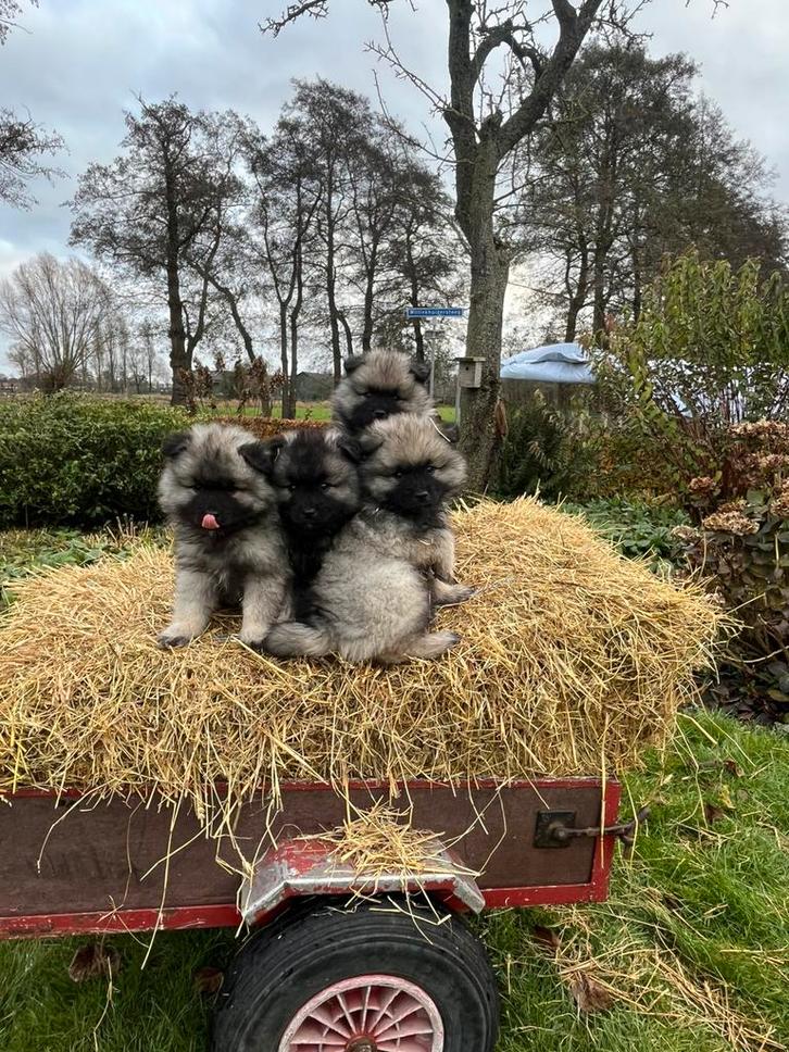 Wolfsgrijze keeshonden pups middelgroot, Dieren en Toebehoren, Honden | Poolhonden, Keeshonden en Oertypen, Reu, Keeshond, Particulier