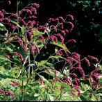 Kiss me over the garden gate, Ophalen of Verzenden, Volle zon