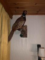 Fazant opgezet, Verzamelen, Dierenverzamelingen, Ophalen, Gebruikt, Vogel, Opgezet dier