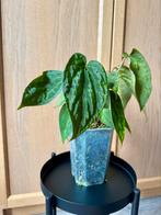 VOLLE Anthurium NOID x Papillilaminum, Groene kamerplant, Ophalen, Overige soorten, Minder dan 100 cm