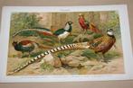 Antieke kleurenlitho - Diverse soorten fazanten - Ca 1900 !!, Ophalen of Verzenden