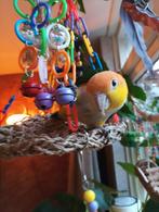 Roestkop caique, Dieren en Toebehoren, Vogels | Parkieten en Papegaaien, Geslacht onbekend, Papegaai, Tam