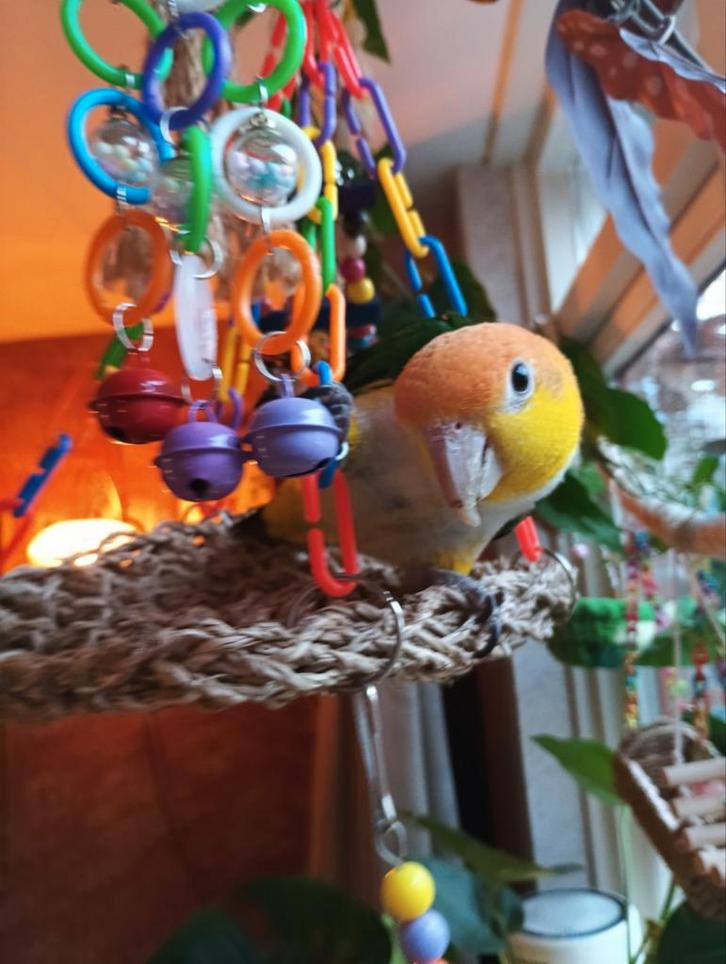 Roestkop caique, Dieren en Toebehoren, Vogels | Parkieten en Papegaaien, Papegaai, Geslacht onbekend, Tam