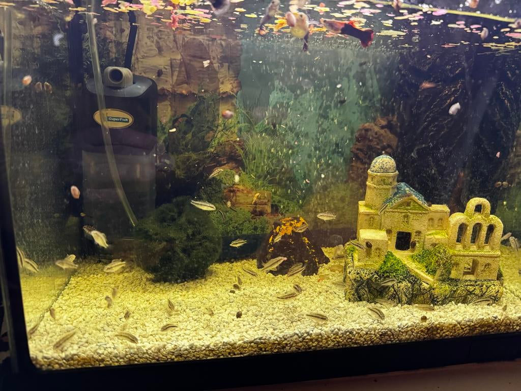 Kersenbuik cichlide, Dieren en Toebehoren, Vis