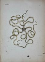 Antieke prenten  steendruk, Antiek en Kunst, Kunst | Litho's en Zeefdrukken, Ophalen of Verzenden