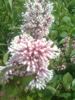sering (Syringa vulgaris) 100-120 cm, Ophalen, Overige soorten, Halfschaduw