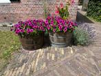 Houten bloembak half wijnvat whiskyvat palmboom kruidenbak, Tuin, Gerard Krale, Rond, Nieuw