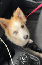 Pomsky met maanoog, Dieren en Toebehoren, Honden | Poolhonden, Keeshonden en Oertypen, Rabiës (hondsdolheid), 15 weken tot 1 jaar