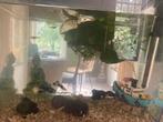 Guppen m/v jong of volwassen, Dieren en Toebehoren, Vissen | Aquariumvissen, Vis, Zoetwatervis