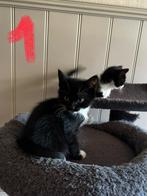 Zwarte lieve kittens te koop V. Mogen per direct opgehaald., Dieren en Toebehoren, Katten en Kittens | Overige Katten, Poes, Kortharig
