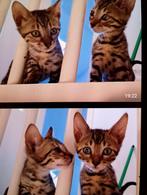 Hoi allemaal! Wij hebben 4 mooi kittens, toe koop, 0 tot 2 jaar