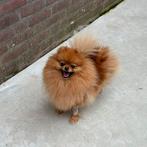 Show/fok teef, SM/CM/PL VRIJ! Pomeranian pomeriaan dwergkees, Rabiës (hondsdolheid), 3 tot 5 jaar, Keeshond, Teef