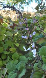 Plectranthus ernstii, Ophalen of Verzenden, Zomer